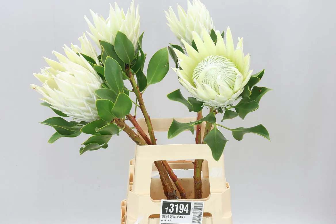 Protea Cynaroides Arctic Ice • 70 cm