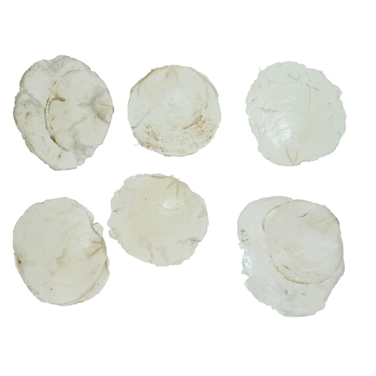 Mušle Capiz biele 200 g