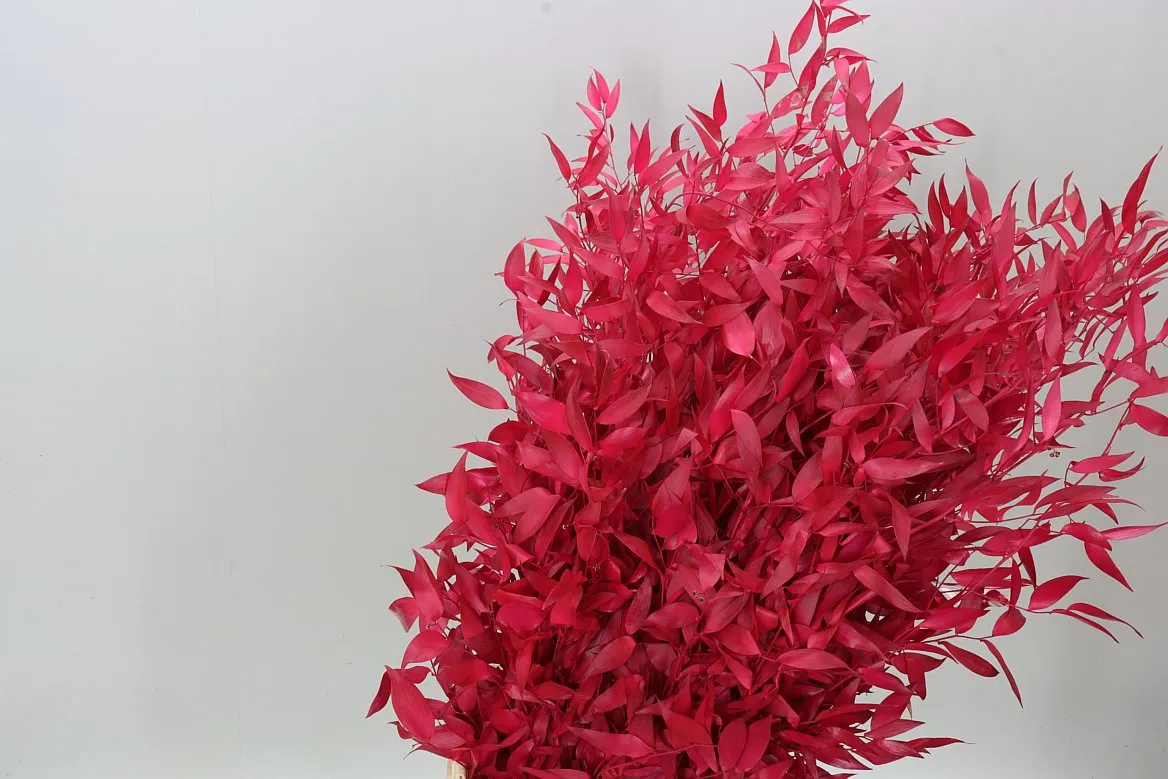 Ruscus Long Cerise • 70 cm