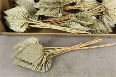 Dried Palm Spear Naturel • 45 cm
