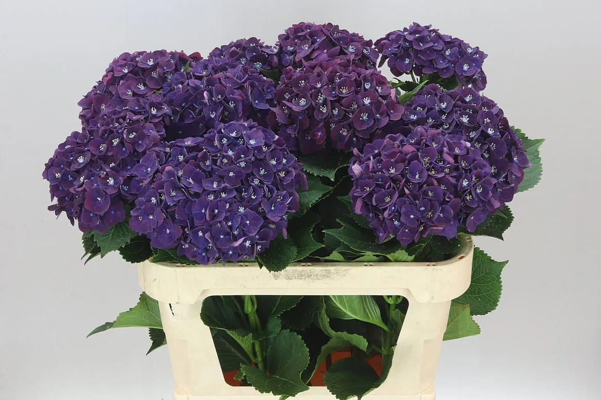 Hyd Mon Amour Purple • 80 cm