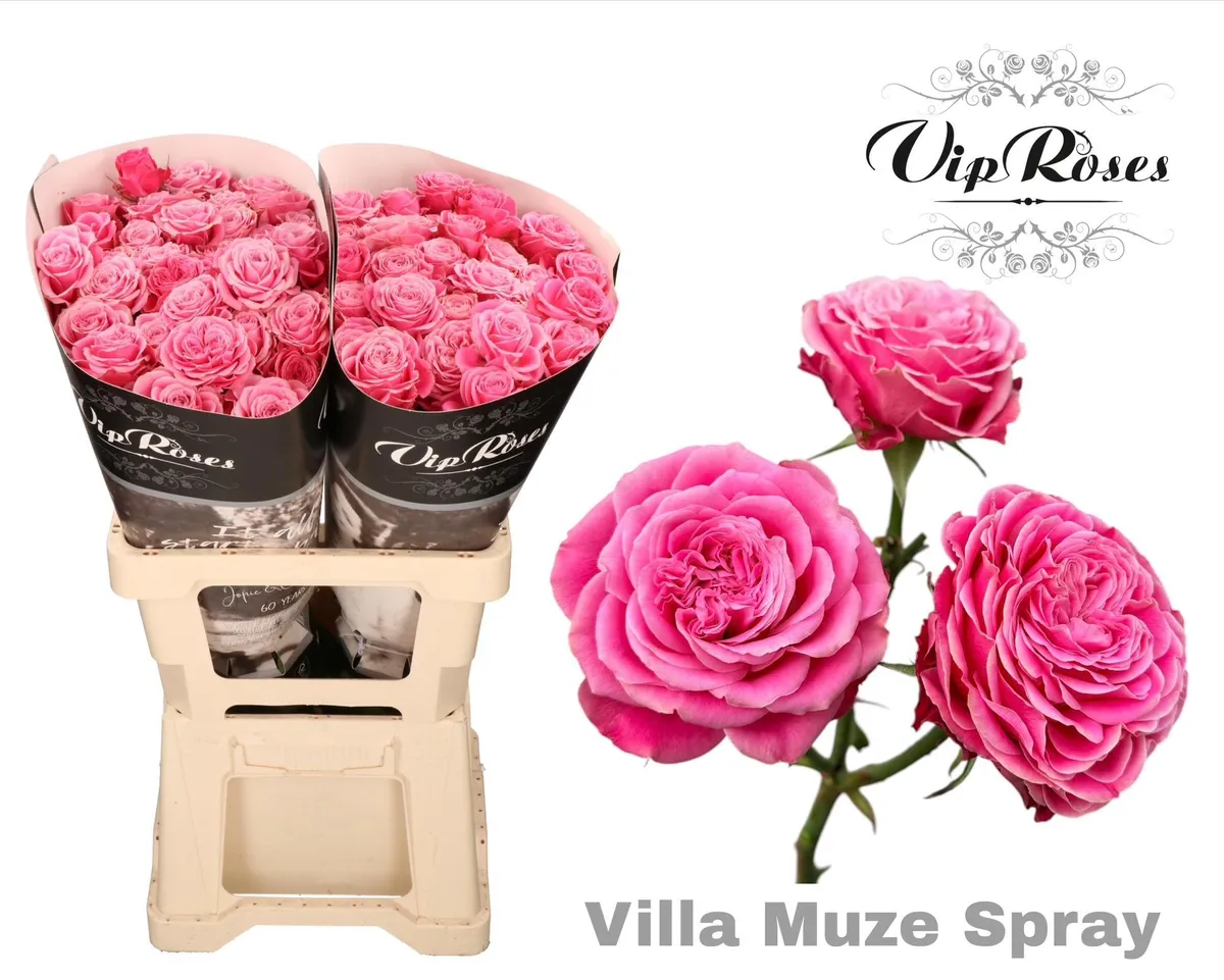 Ruža trsová Villa Muze • 60 cm