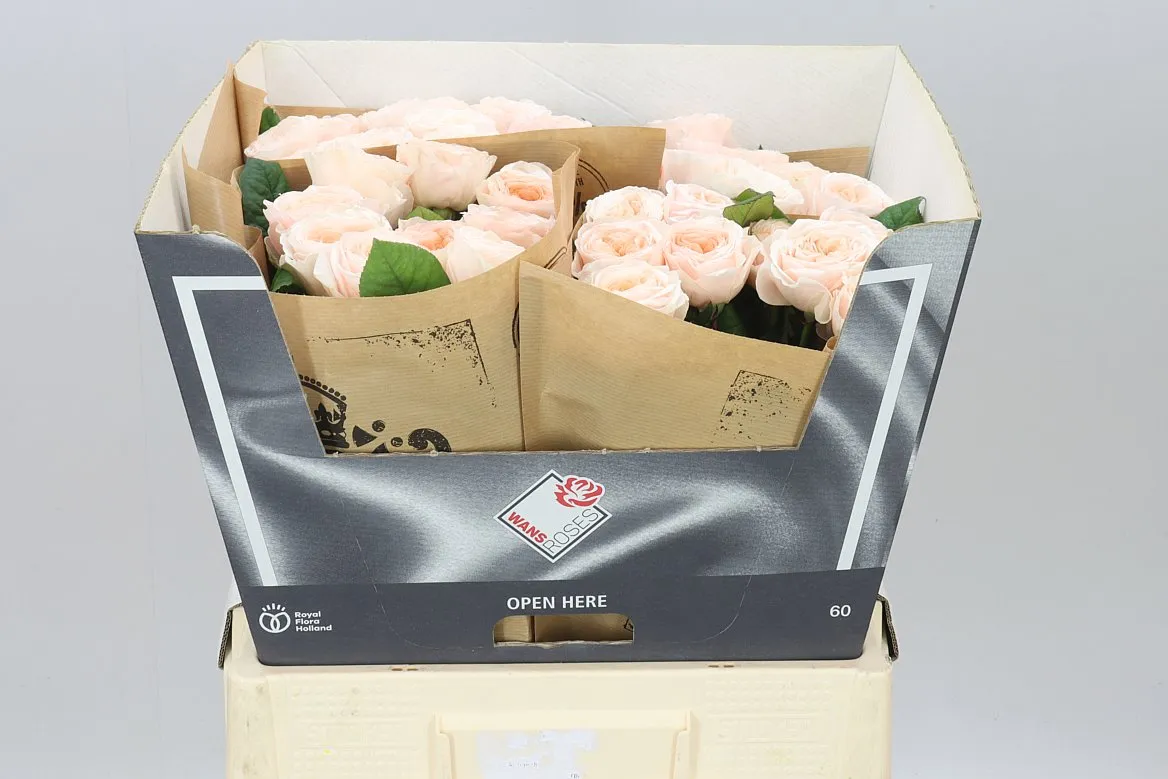Rosa Gar Paradise Beach • 60 cm