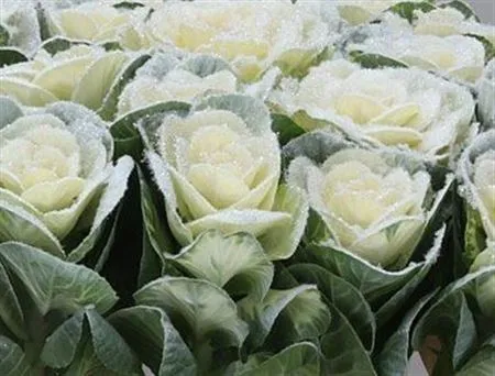 Brassica Powdered White Glitter • 60 cm