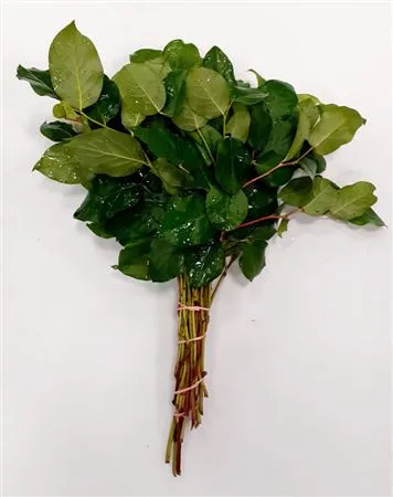 Salal Tips Orca X 25 • 40 cm