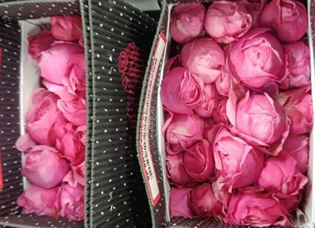 Rosa Tr Ec Silva Pink • 40 cm