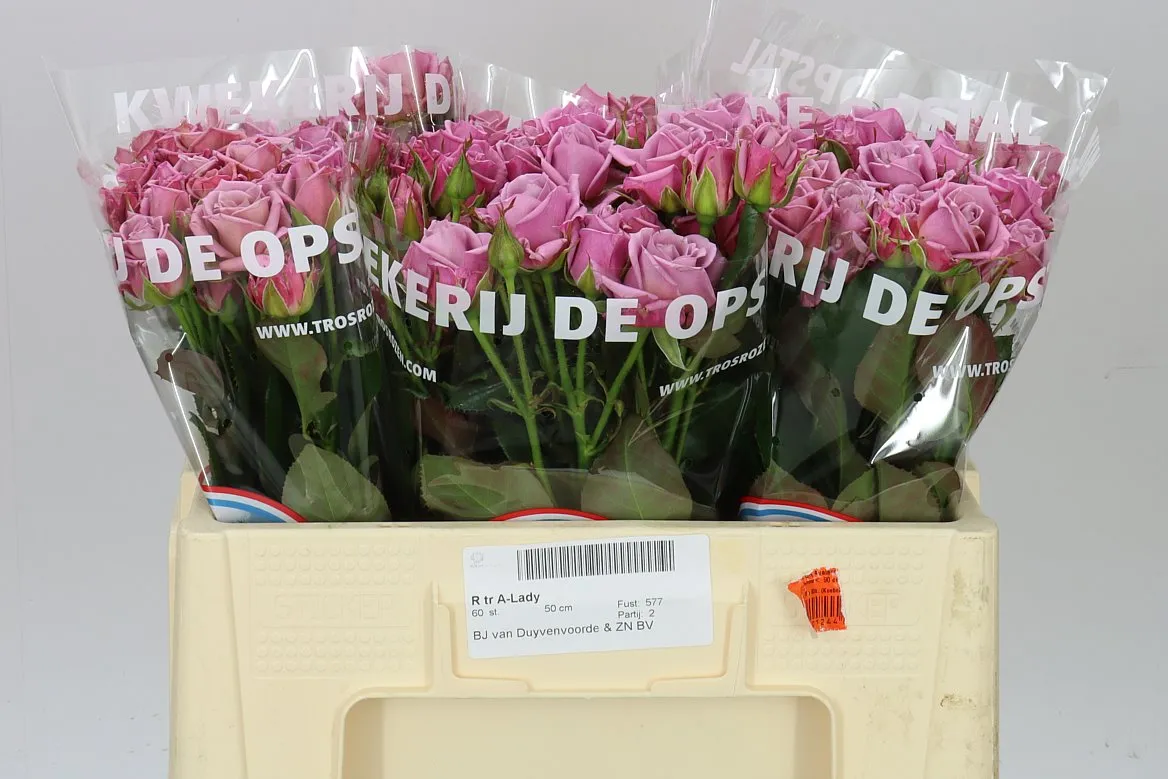 Rosa Tr Amazing Lady • 50 cm