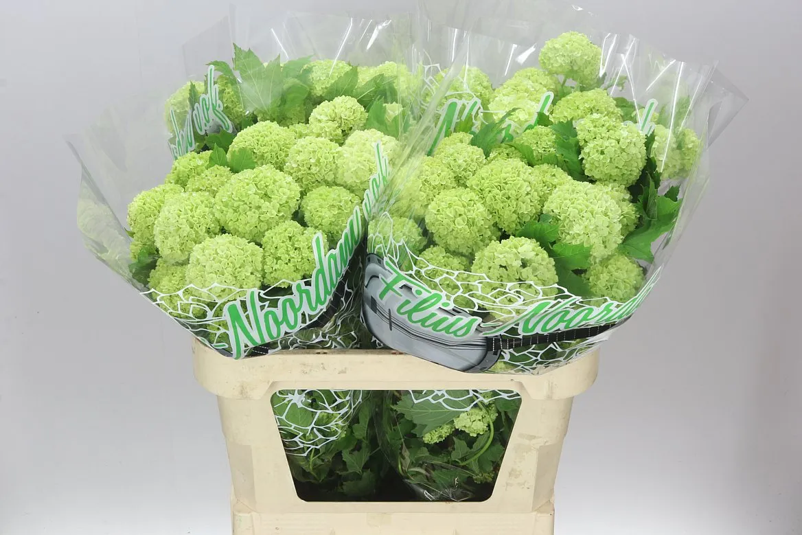 Viburnum Roseum • 80 cm