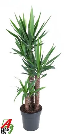 Yucca 90-60-30 3+ • črepník 27 cm
