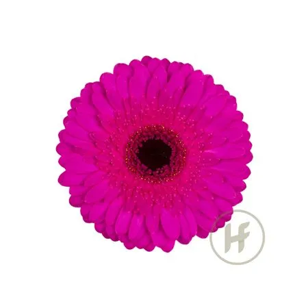 Germ Neon • 45 cm