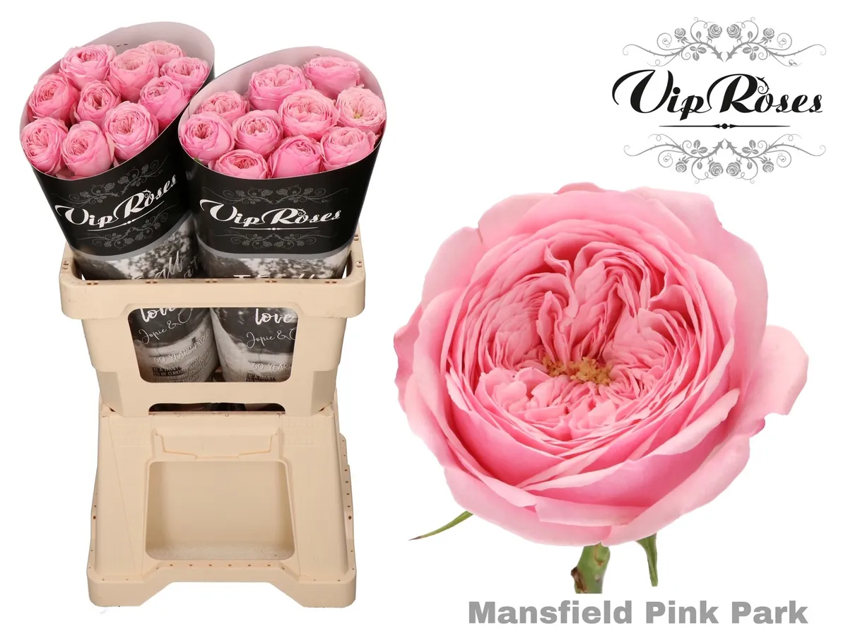 R Kl Pink Mansfi Park X20 • 60 cm