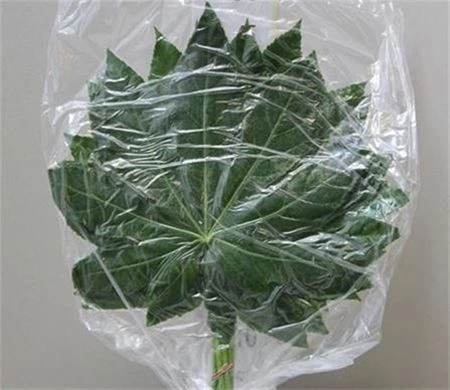 Aralia Small Vacuum X1 • 30 cm