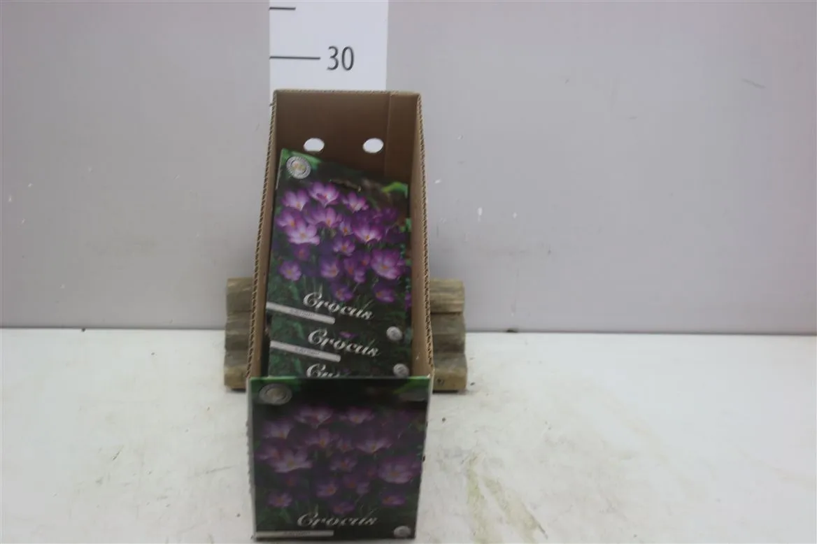 Bol Crocus Chrysanthus Ruby Giant X20