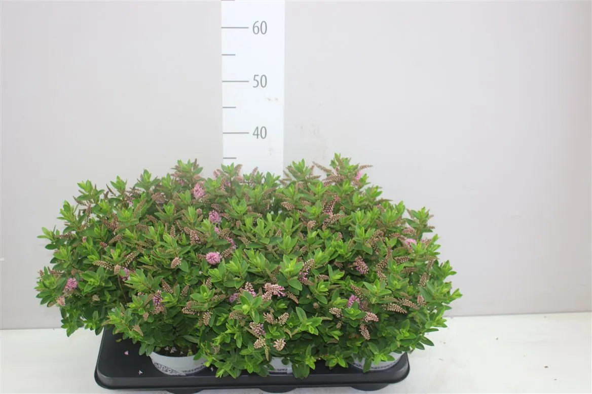Hebe All Blooms Samiri Pink • črepník 15 cm