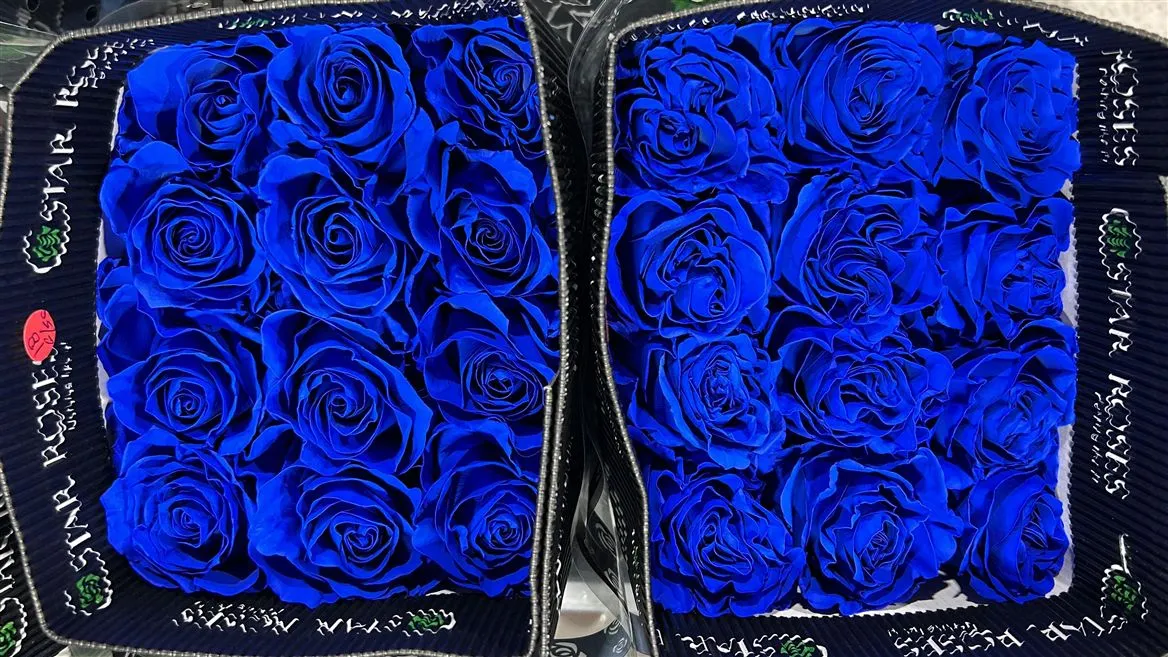 Ruža farbená Blue, Ekvádor • 50 cm