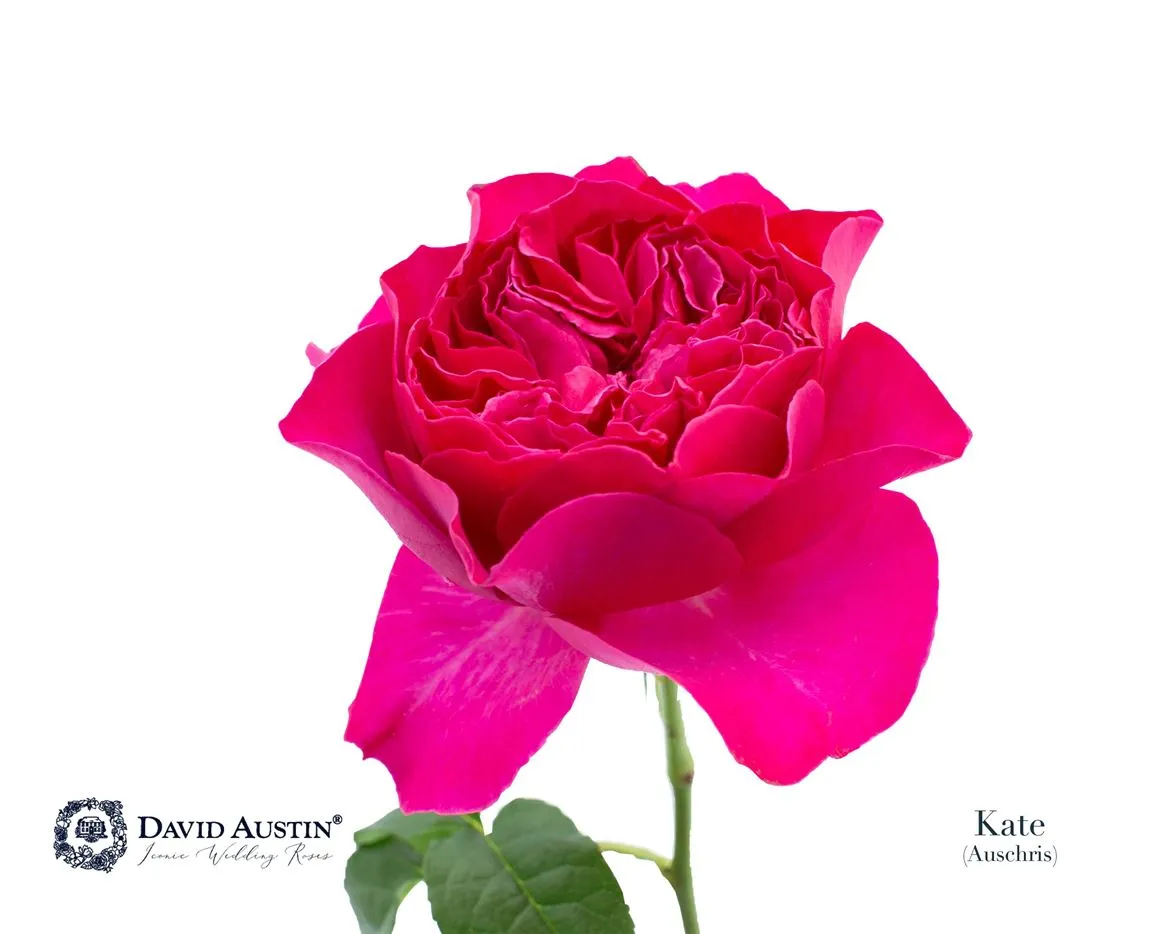 Ruža záhradná Austin Kate • 50 cm