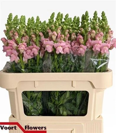 Papuľka Light Pink • 75 cm