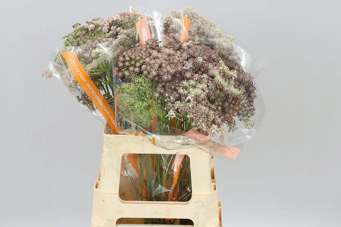 Ammi Daucus Carota Dara • 60 cm