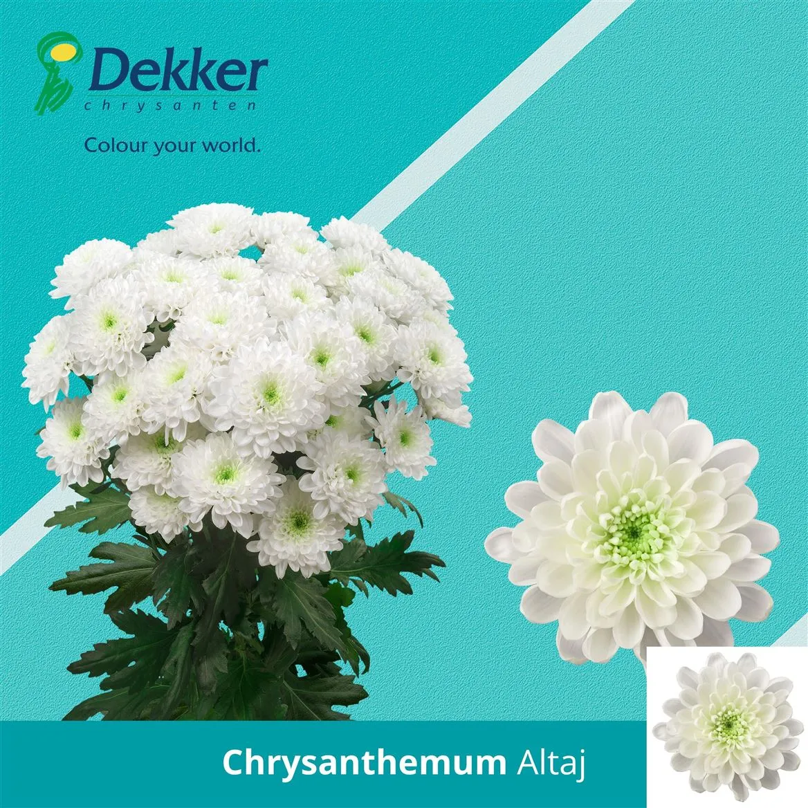 Chryzantéma trsová Altay • 70 cm