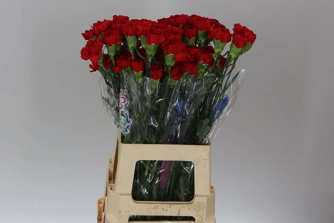 Di St Red • 70 cm