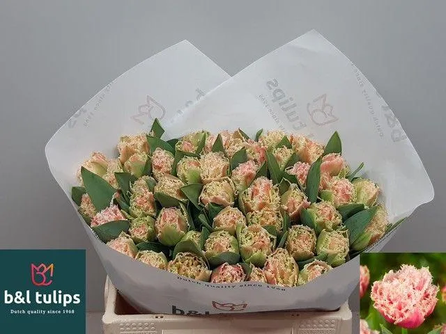 Tu Fr Queensland • 34 cm