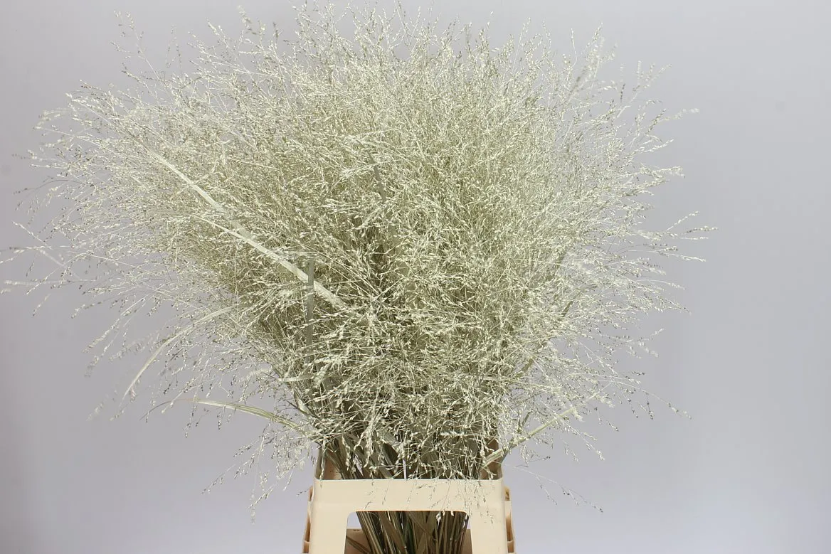 Panicum farbené Platina • 90 cm