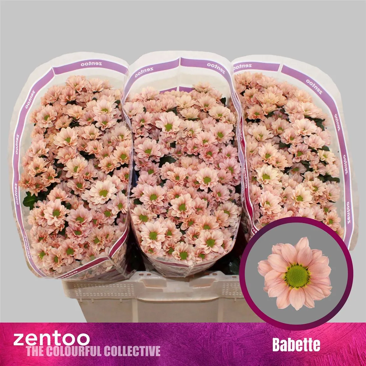 Chryzantéma santini Babette • 50 cm