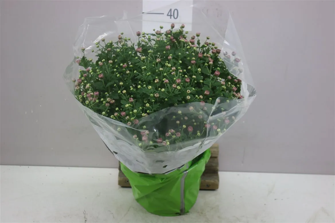 Chrysanth Bol Jasoda Pink • črepník 19 cm