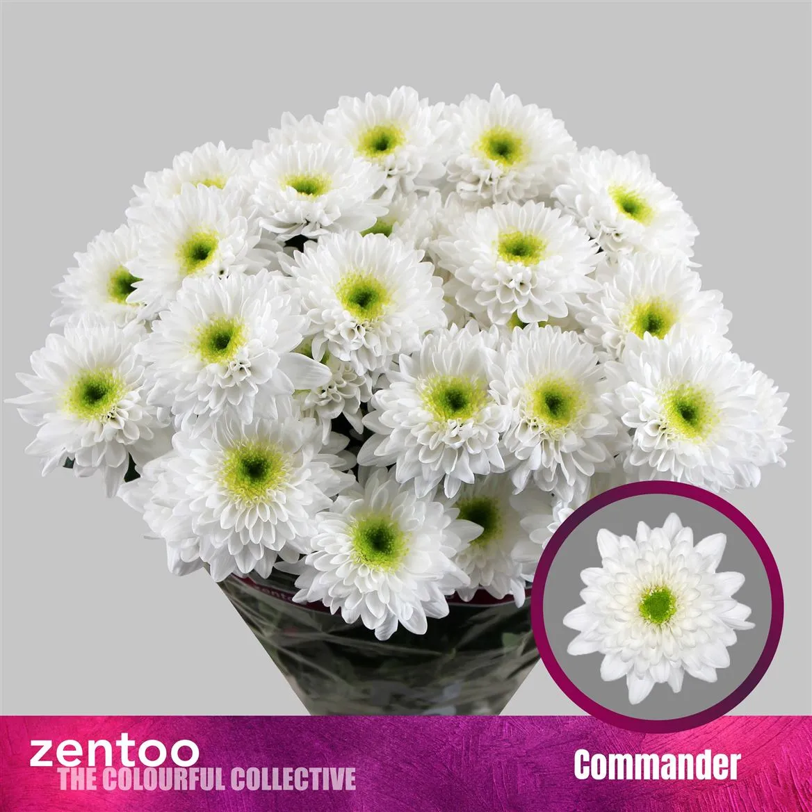 Chryzantéma trsová Commander • 70 cm