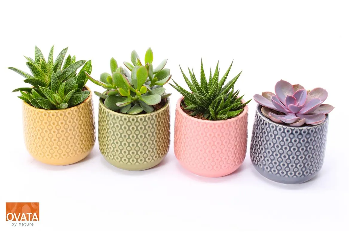 Succulenten Gemengd In Fortaleza • črepník 10 cm