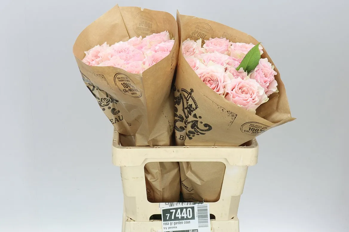 Rosa Gar Country Peonia • 60 cm