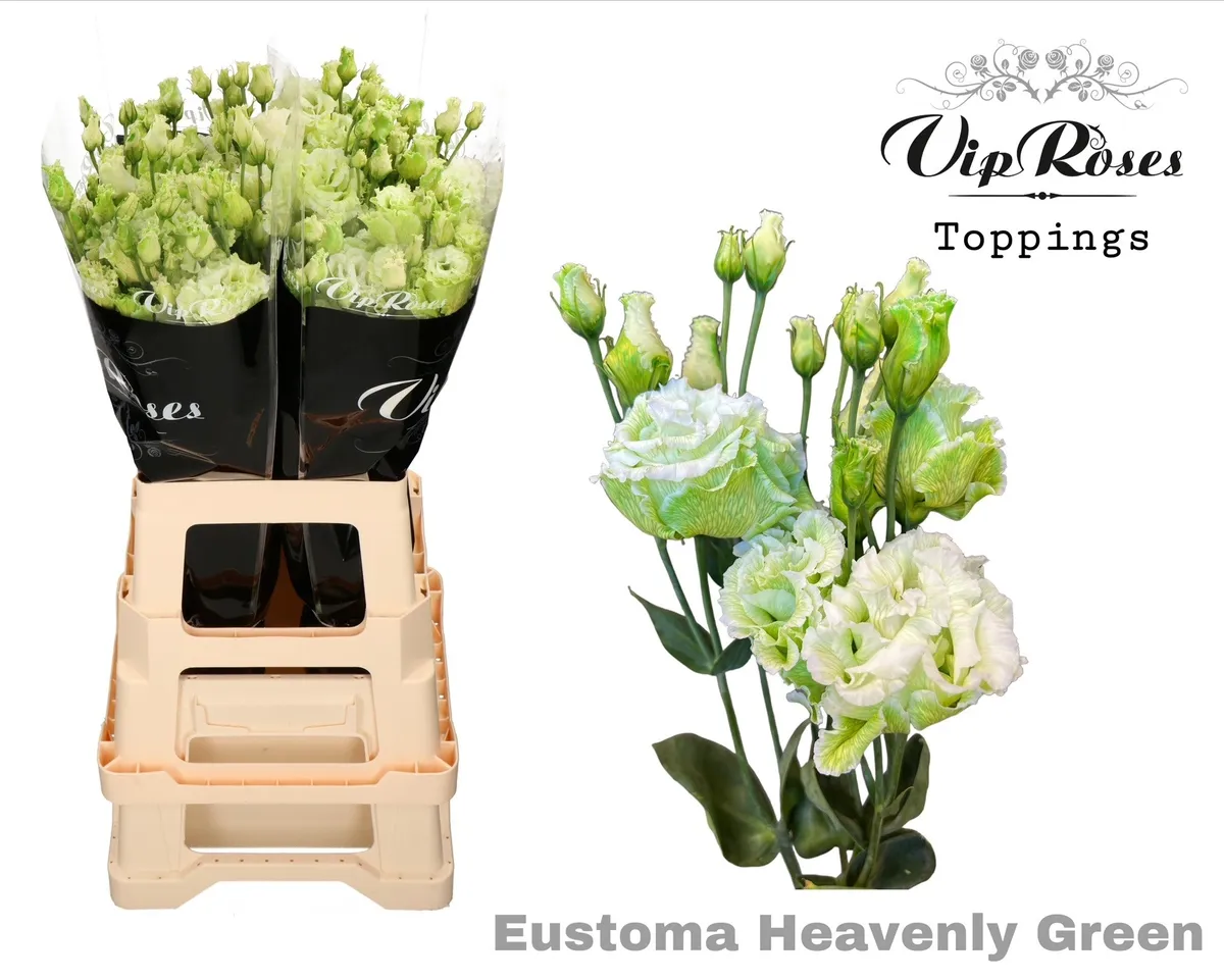 Eust G Alissa Heavenly Green • 75 cm