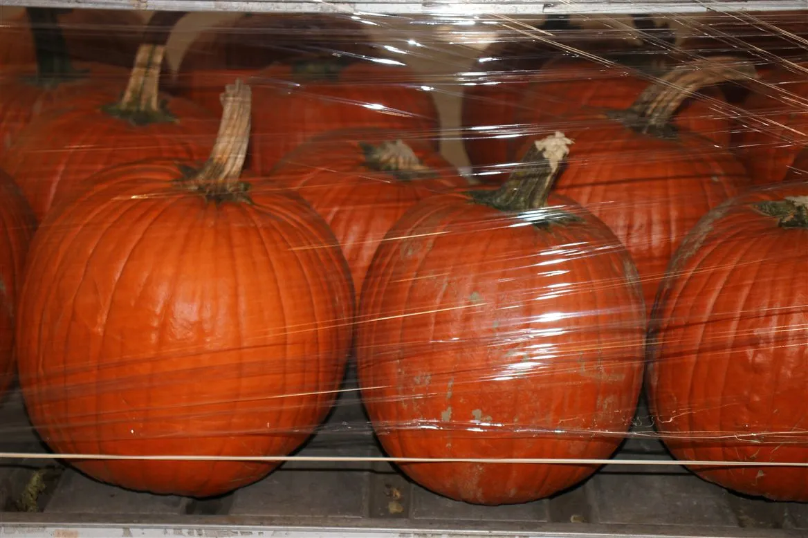 Cuc Maxima Halloween