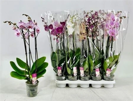 Orchidea Phalaenopsis mix, 3 výhony • črepník 12 cm