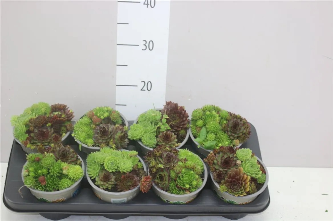 Sempervivum Gemengd • črepník 13 cm