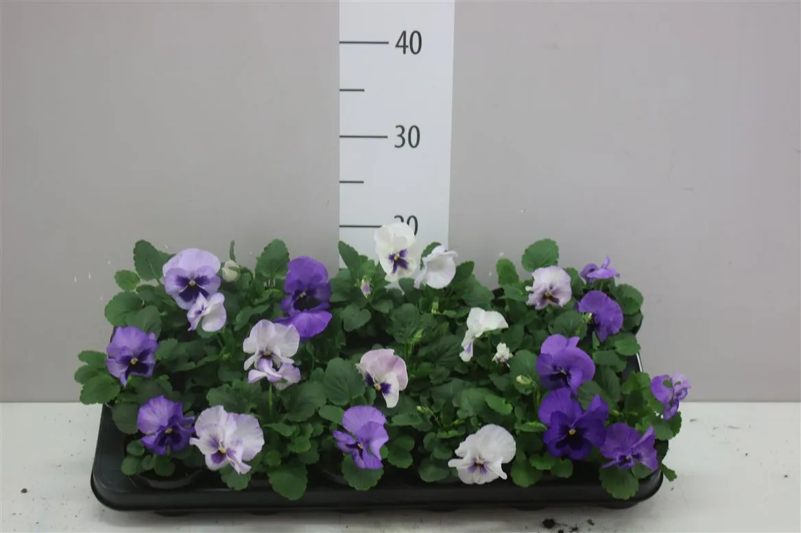 Viola Wi Delta F1 Lavender Surprise