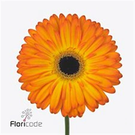 Gerbera Catwalk • 45 cm
