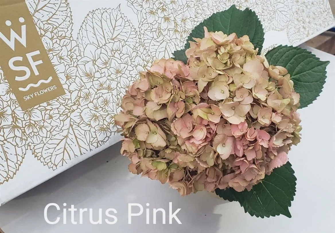 Hortenzia Citrus Pink Box Ex Ex • 65 cm