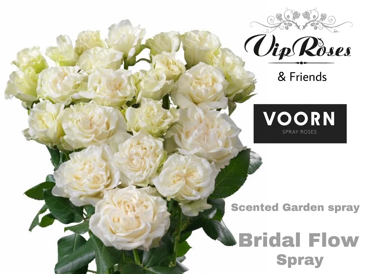 R Tr Bridal Flow • 50 cm