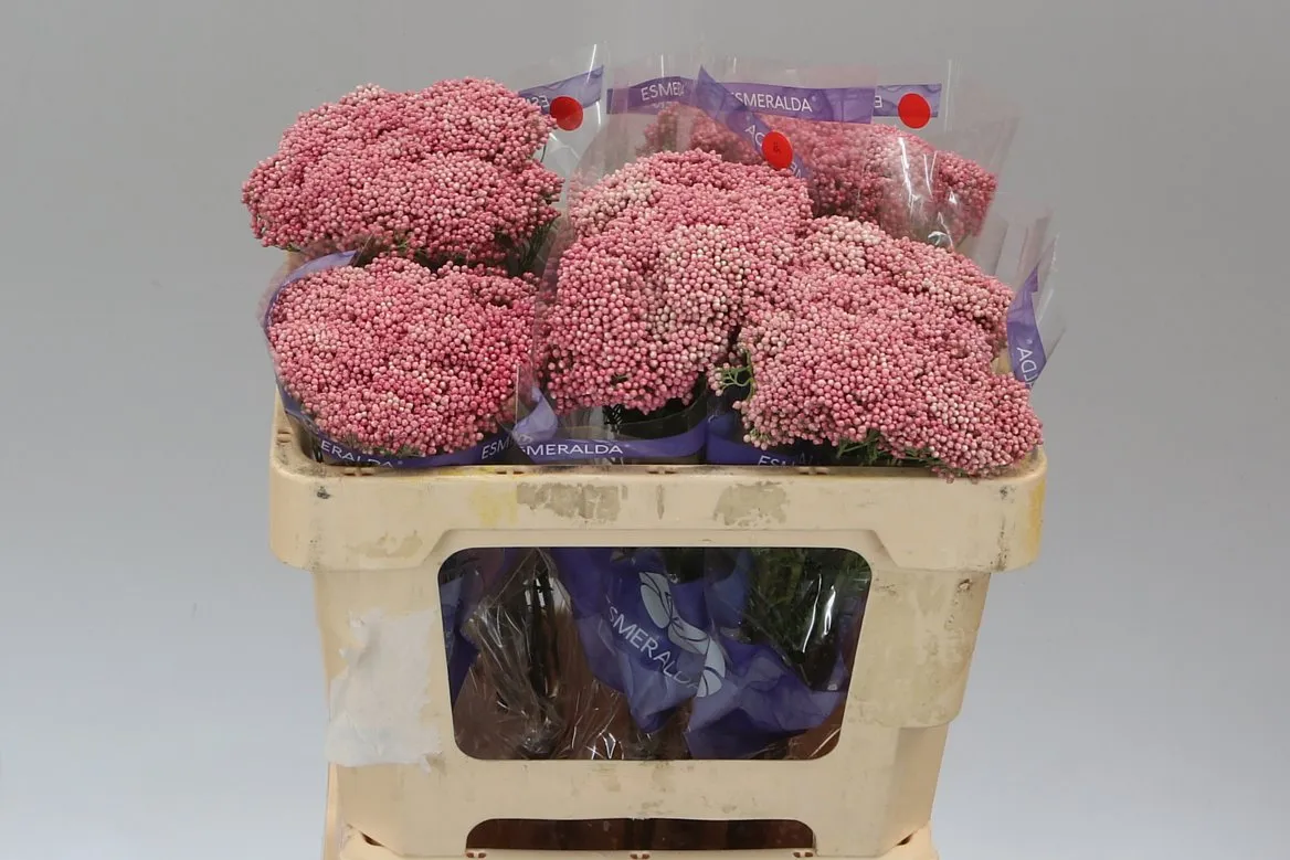 Ozothamus Pink • 50 cm