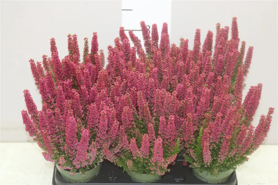 Erica Zo Beauty Queen Rood • črepník 10,5 cm
