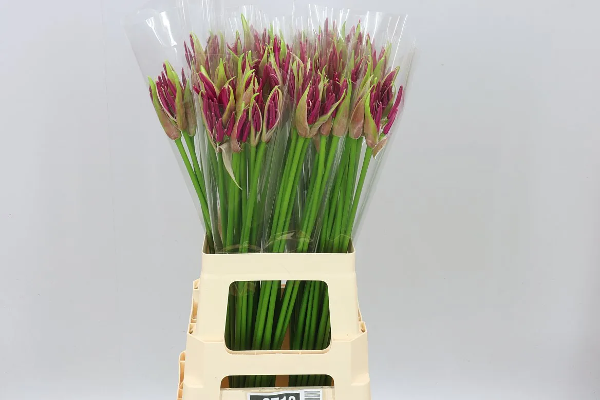 Nerine Bo Mister Nick • 70 cm