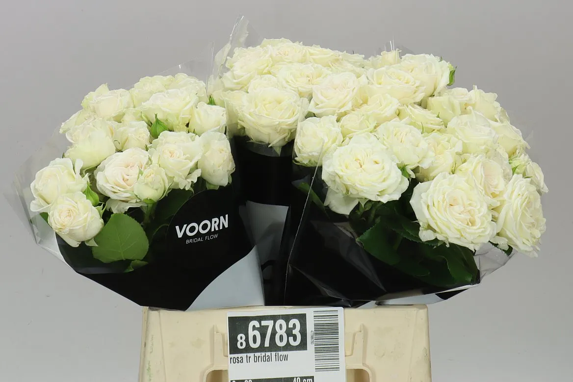 Rosa Tr Bridal Flow • 40 cm