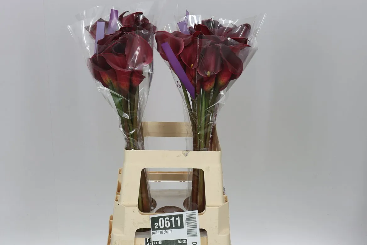 Zant Red Charm • 65 cm
