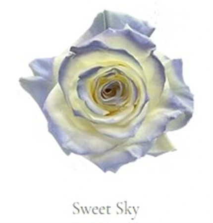 Ruža farbená Sweet Sky, Ekvádor • 50 cm