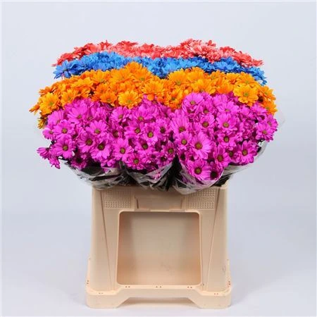 Chryzantéma trsová Chic mix Glt • 70 cm
