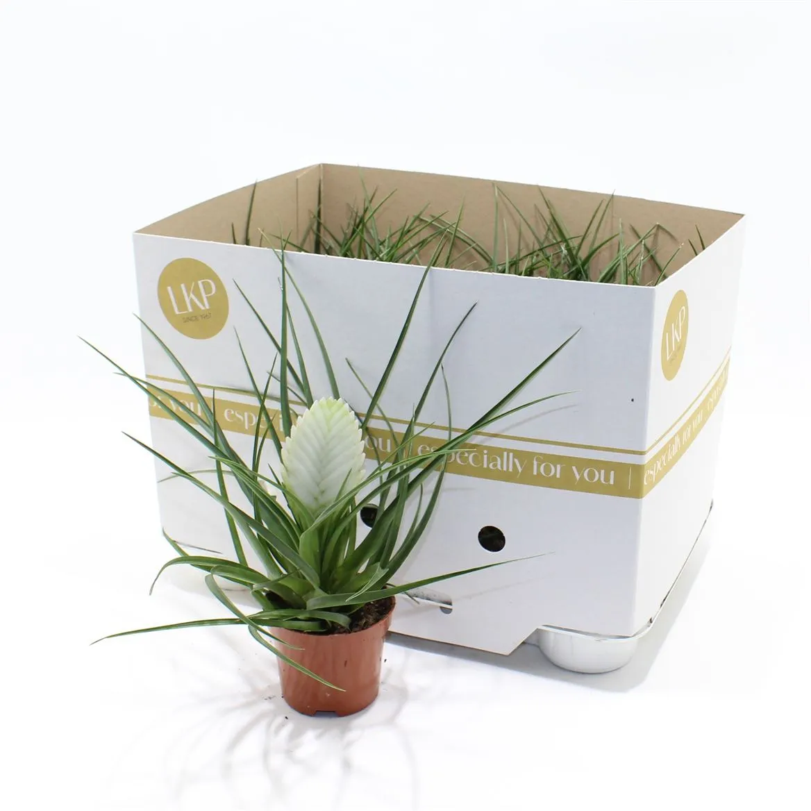 Tillandsia Cyanea Biancini • črepník 9 cm