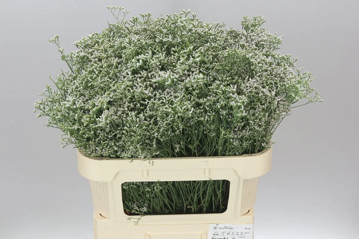 Limónium Casp White Neto • 75 cm