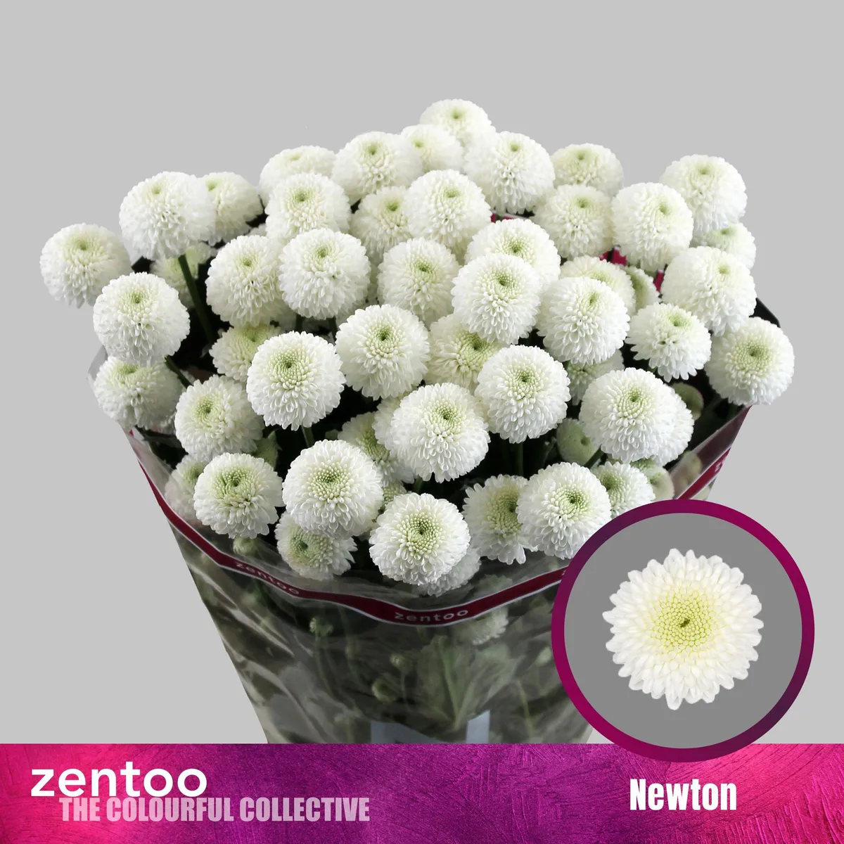 Chryzantéma trsová Newton • 70 cm