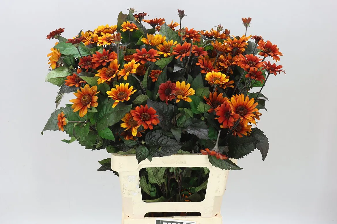 Heliopsis Red Shades • 70 cm